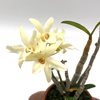 dendrobium moniliforme kimaru